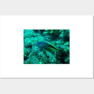 Red Sea Freckled Hawkfish Posters and Art